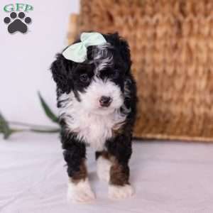 Keri, Mini Bernedoodle Puppy